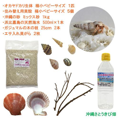 日本 オカヤドカリ飼育セット 極小ベビーサイズ 生体 1匹 貝殻 砂 1袋 海水 1 ヒオウギ貝 2枚 木の枝 2本