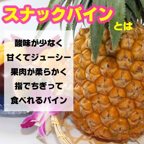 スナックパイン苗(ボゴール苗)ポット苗【パイナップル】×1鉢 | 沖縄