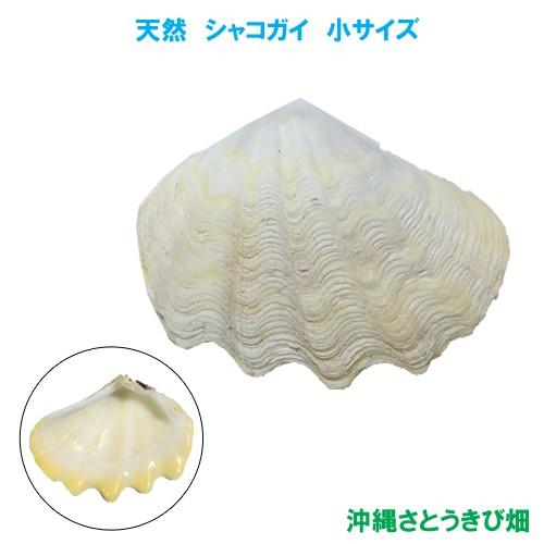 シャコガイ シャコ貝 小サイズ Ss りゅうか商事 通販 Yahoo ショッピング