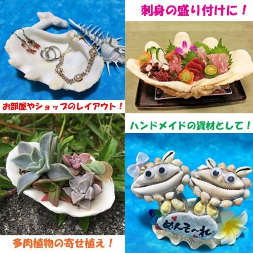 シャコガイ シャコ貝 中サイズ St りゅうか商事 通販 Yahoo ショッピング