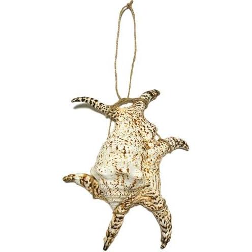 魔除け スイジガイ(水字貝) 紐付き Lサイズ 20cm〜23cm : りゅうか商事