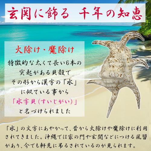 魔除け スイジガイ(水字貝) 紐付き Lサイズ 20cm〜23cm |火除け 火災