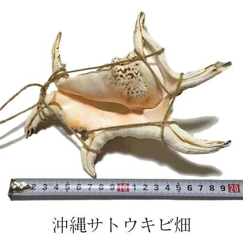 魔除け スイジガイ(水字貝) 紐付き Lサイズ 20cm〜23cm : りゅう 魔除け スイジガイ(水字貝) 紐付き Lサイズ 20cm〜23cm : りゅう