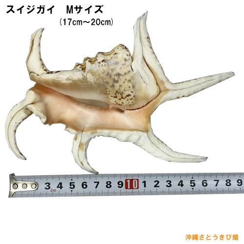 魔除け スイジガイ(水字貝) 紐付き Mサイズ 17cm〜20cm |火除け 火災