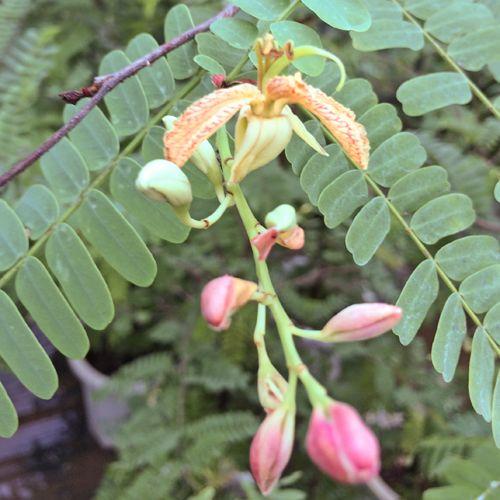 タマリンド苗 実生苗 Tamarind りゅうか商事 通販 Yahoo ショッピング