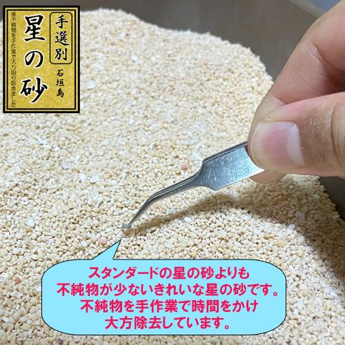 手選別》沖縄 石垣島 星の砂(星砂) 300g : りゅうか商事 - 通販