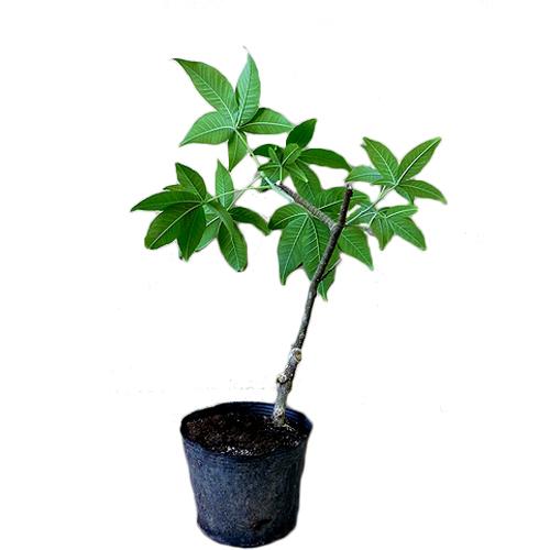 ホワイトサポテ接木苗