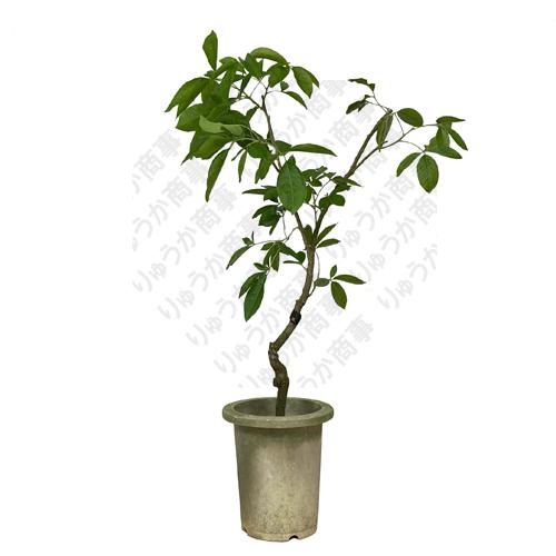 シロサポテ苗木（ホワイトサポテ苗木） ホワイトサポテ2品種接ぎ木苗