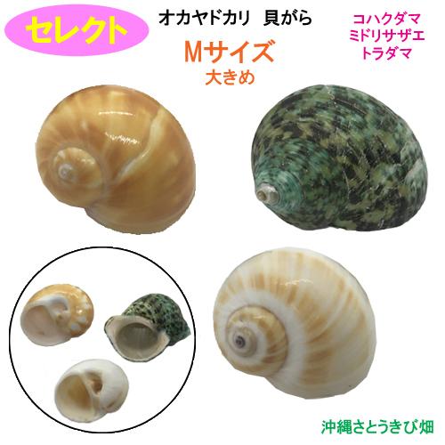 人気海外一番 オカヤドカリ用貝がら Mサイズ 大きめ コハクダマ ミドリサザエ トラダマ 値下げ