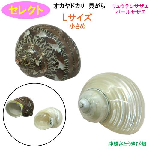 オカヤドカリ用貝がら サザエ2点セット Lサイズ 小さめ Yadokai Sazae2set Lsyou りゅうか商事 通販 Yahoo ショッピング