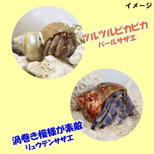 セレクト（リュウテンサザエ・パールサザエ）　Mサイズ　大きめ　オカヤドカリ用貝がら |  | 02