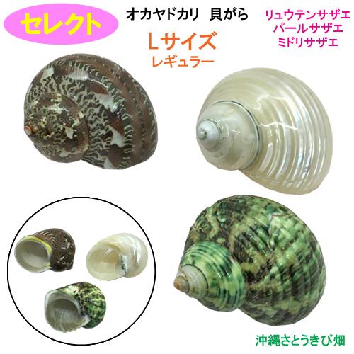 オカヤドカリ用貝がら サザエ3点セット Lサイズ レギュラー Yadokai Sazael りゅうか商事 通販 Yahoo ショッピング