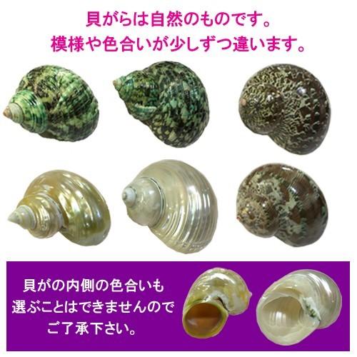 セレクト（リュウテンサザエ・パールサザエ・ミドリサザエ）　Lサイズ　レギュラー　オカヤドカリ用貝がら |  | 01
