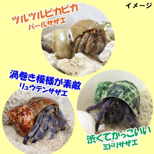 セレクト（リュウテンサザエ・パールサザエ・ミドリサザエ）　Lサイズ　レギュラー　オカヤドカリ用貝がら |  | 02