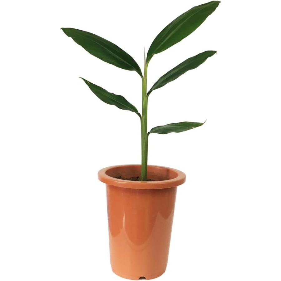 月桃(ゲットウ)6寸鉢苗 |沖縄 サンニン ハーブ ショウガ科 化粧水