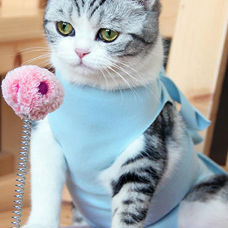 凍る 天皇 実際 猫 子犬 Cfcpi Net