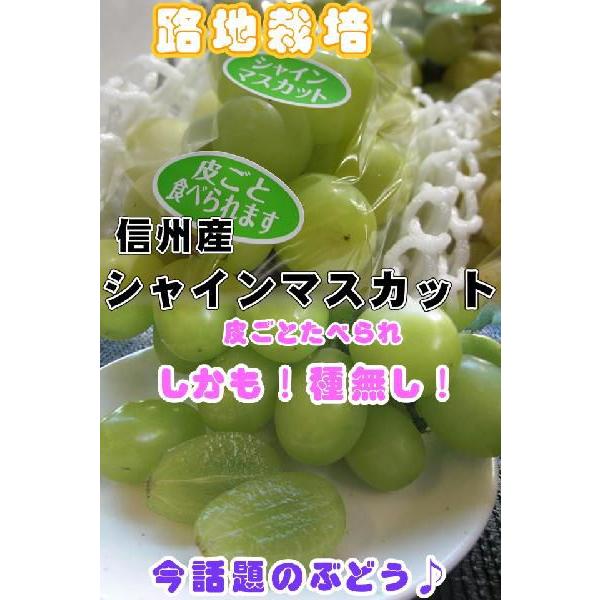 送料無料 数量限定（路地栽培）長野産シャインマスカット ぶどう2ｋｇギフト　にも人気｜s-asahiya｜02