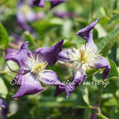 クレマチス苗 天の川 すぐに地植えもできる充実苗 020 Amanogawa 湘南のクレマチス直送のお店 通販 Yahoo ショッピング