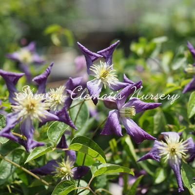 クレマチス苗 天の川 すぐに地植えもできる充実苗 020 Amanogawa 湘南のクレマチス直送のお店 通販 Yahoo ショッピング