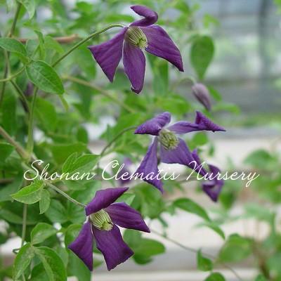 クレマチス苗 天の川 すぐに地植えもできる充実苗 020 Amanogawa 湘南のクレマチス直送のお店 通販 Yahoo ショッピング