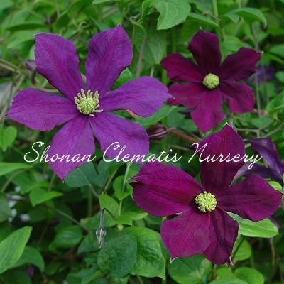 クレマチス苗 愛し子 いとしご すぐに地植えもできる充実苗 Itoshigo 湘南のクレマチス直送のお店 通販 Yahoo ショッピング