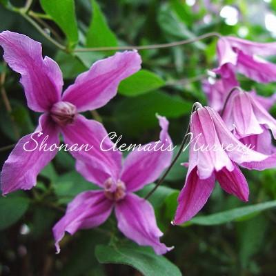 クレマチス苗 キャッツ アイ すぐに地植えもできる充実苗 Cats Eye 湘南のクレマチス直送のお店 通販 Yahoo ショッピング