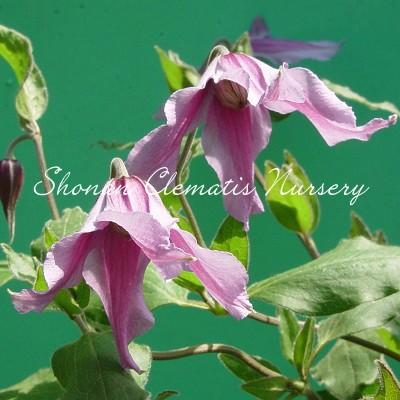 クレマチス苗 キャッツ アイ すぐに地植えもできる充実苗 Cats Eye 湘南のクレマチス直送のお店 通販 Yahoo ショッピング