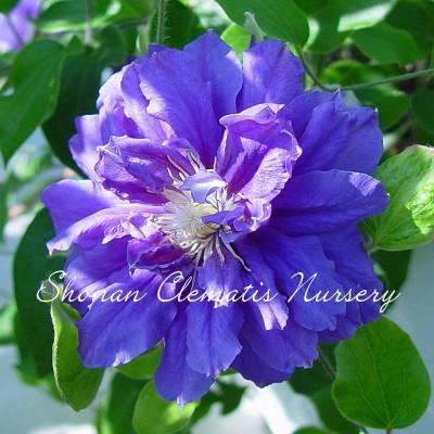 クレマチス苗 キリ テ カナワ すぐに地植えもできる充実苗 Kiri Te Kanawa 湘南のクレマチス直送のお店 通販 Yahoo ショッピング