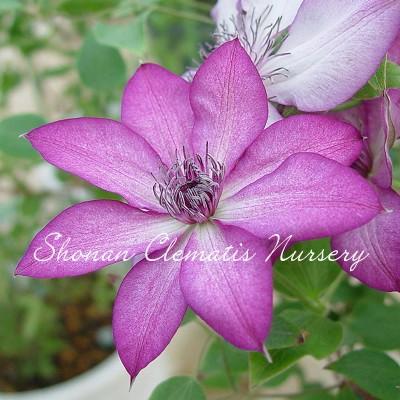 クレマチス苗 紫翠 しすい すぐに地植えもできる充実苗 Shisui 湘南のクレマチス直送のお店 通販 Yahoo ショッピング