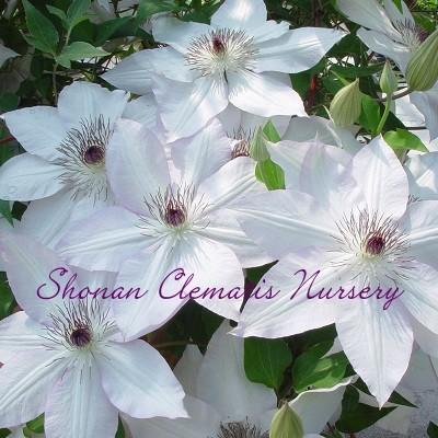 クレマチス苗 名緒 すぐに地植えもできる充実苗 Nao 湘南のクレマチス直送のお店 通販 Yahoo ショッピング