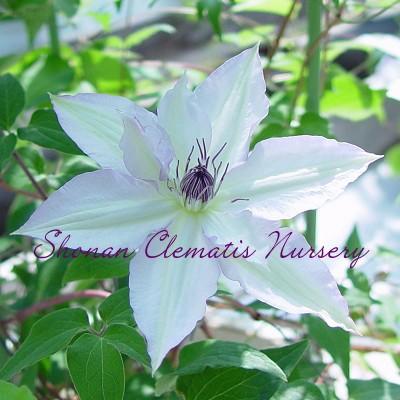 クレマチス苗 名緒 すぐに地植えもできる充実苗 Nao 湘南のクレマチス直送のお店 通販 Yahoo ショッピング
