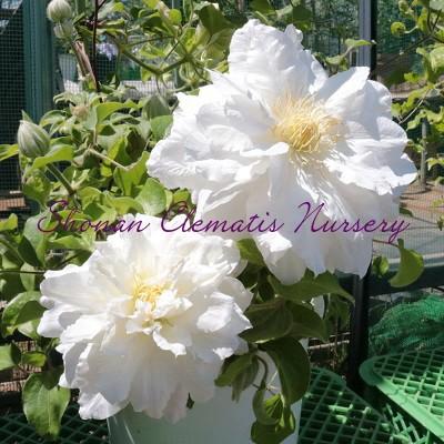 クレマチス苗 雪の粧 ゆきのよそおい すぐに地植えもできる充実苗 Yuki No Yosooi 湘南のクレマチス直送のお店 通販 Yahoo ショッピング