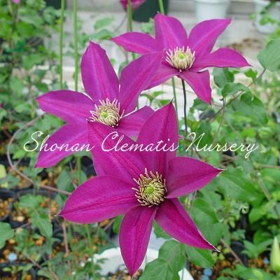 クレマチス苗 楊貴妃 すぐに地植えもできる充実苗 Yokihi 湘南のクレマチス直送のお店 通販 Yahoo ショッピング