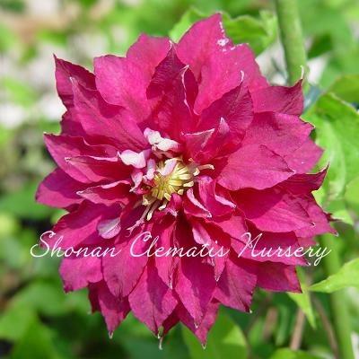 クレマチス苗 レッド スター すぐに地植えもできる充実苗 Red Star 湘南のクレマチス直送のお店 通販 Yahoo ショッピング