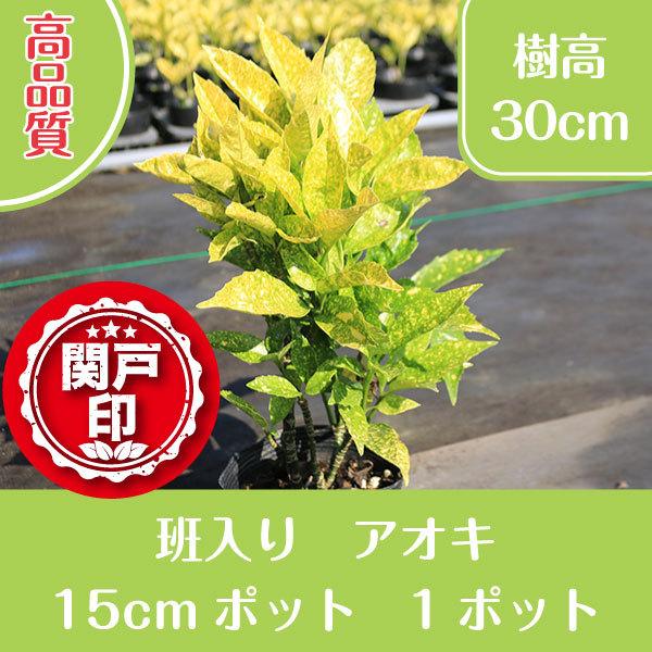 高品質 豪華な 斑入りアオキ 15cmポット 1個 レビューを書いて特典あり