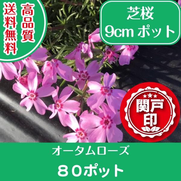 高品質 芝桜 オータムローズ 9cmポット 80ポット 送料無料 関東 東海 関西 北陸
