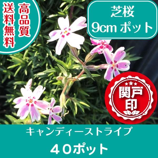 1229円 65 Off 高品質 芝桜 キャンディーストライプ 9cmポット 40ポット 送料無料 関東 東海 関西 北陸 信越に限り グランドカバー 下草