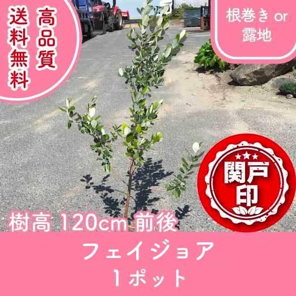 高品質 フェイジョア 根巻きor露地 1ポット 樹高120cm前後 送料無料(関東・東海・関西・北陸・信越に限り) レビューを書いて特典あり!