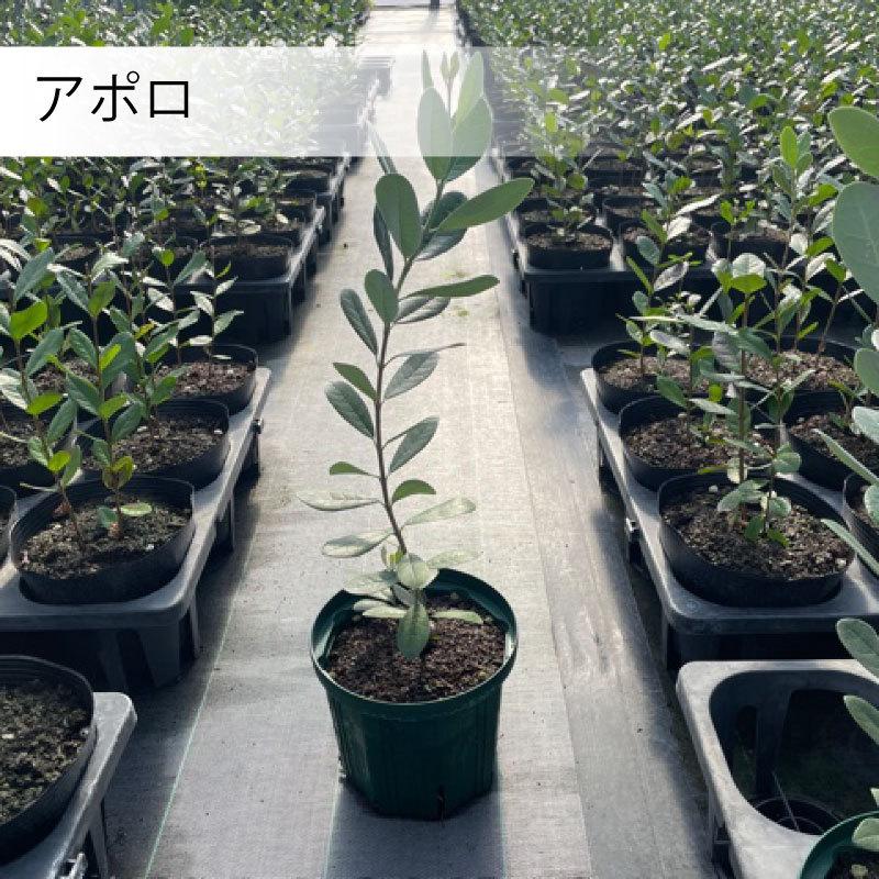 フィジョア鉢植え　２株 フェイジョアを観葉植物として育てる提案です｜[公式] e-花屋さん