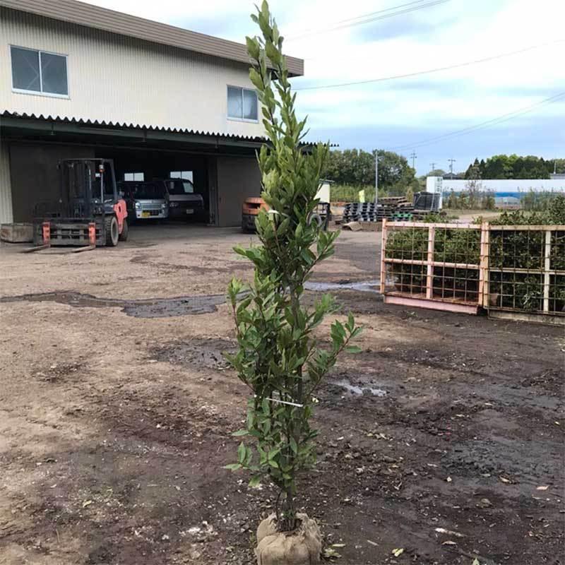 高品質 月桂樹 ローリエ ローレル 根巻きorポット 1ポット 樹高