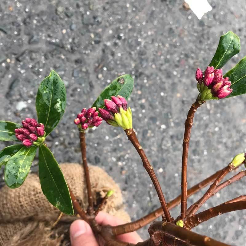 沈丁花赤90センチ