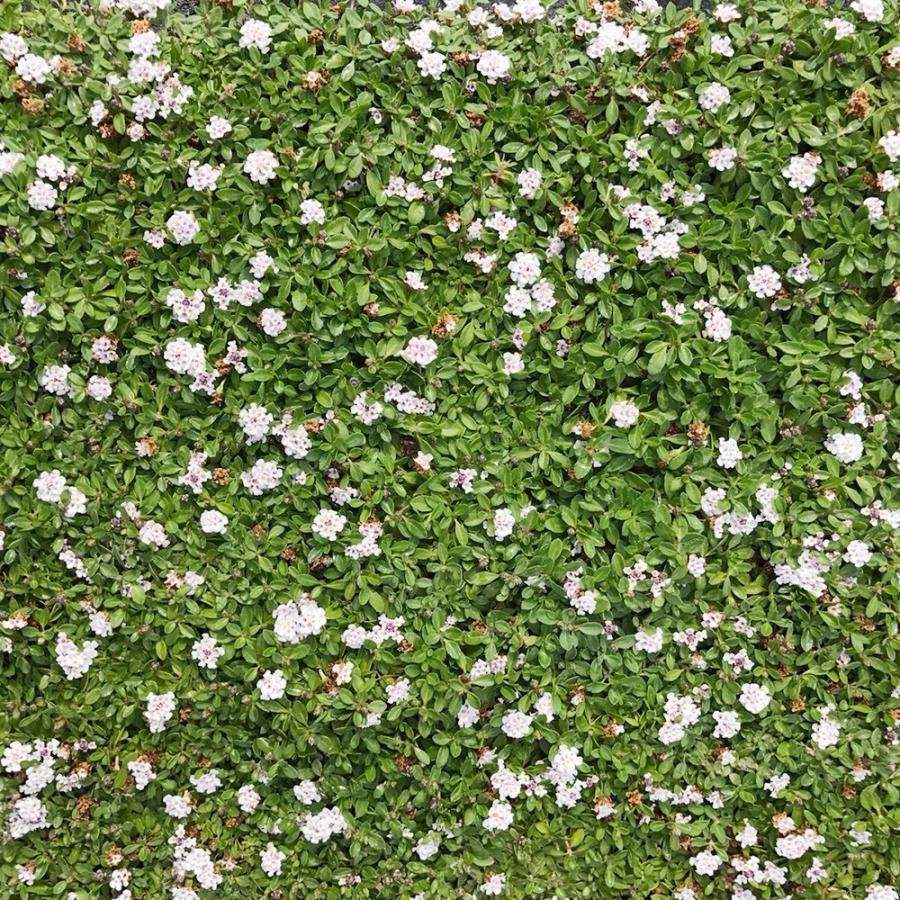 高品質 クラピア K5 ポットタイプ 40ポット 送料無料 9cmポット グランドカバー 下草 雑草対策 K540 関戸園芸 通販 Yahoo ショッピング