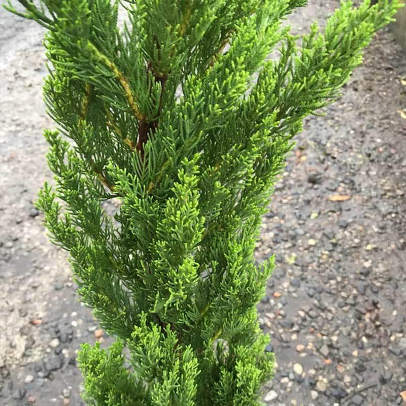 貝塚伊吹木製昆虫止まり木 約65cm イブキの息吹①* 森のかけら