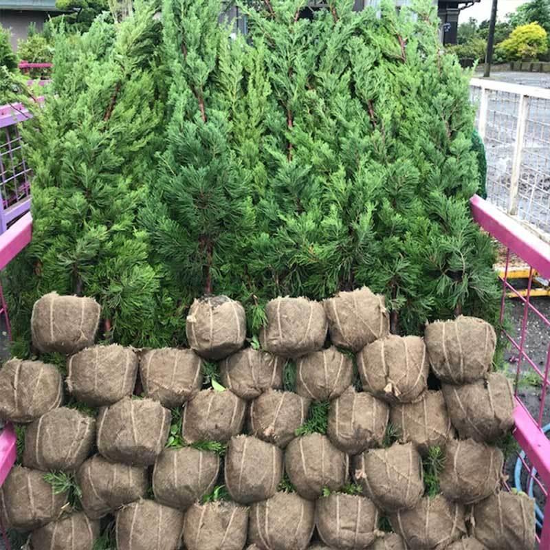 高品質 カイズカイブキ 貝塚伊吹 根巻きタイプ 3ポットセット 樹高