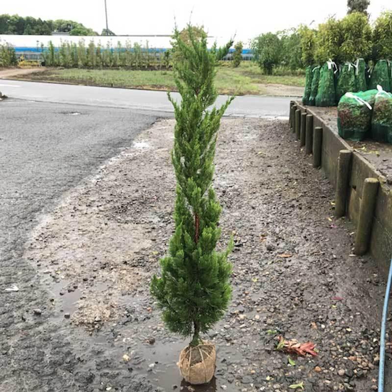 高品質 カイズカイブキ 貝塚伊吹 根巻きタイプ 3ポットセット 樹高