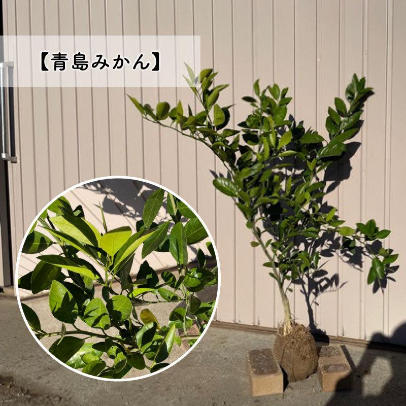 専用出品　柑橘苗木セット 専用出品 柑橘苗木セット 専用出品 柑橘苗木セット 専用出品 柑橘苗木