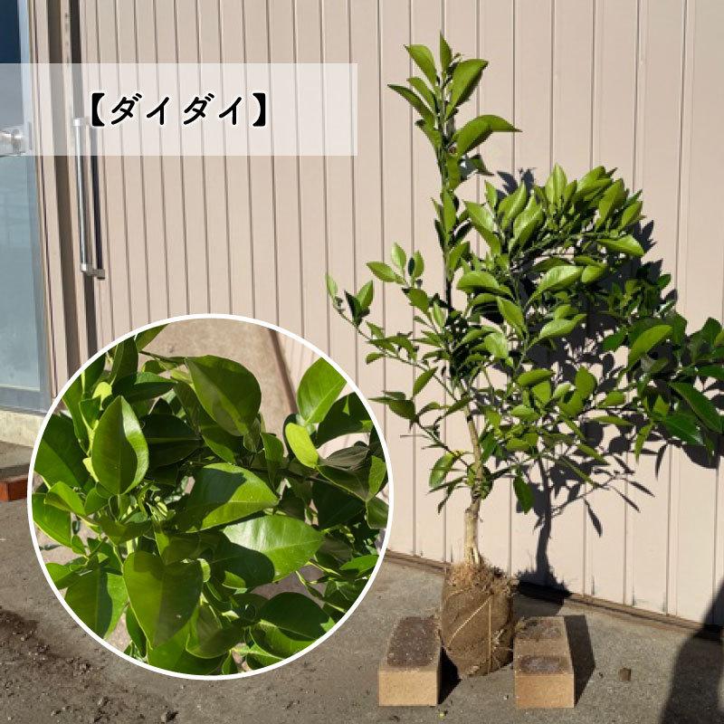 高品質 好きな品種が選べる 柑橘系果樹苗 3本セット 樹高90cm