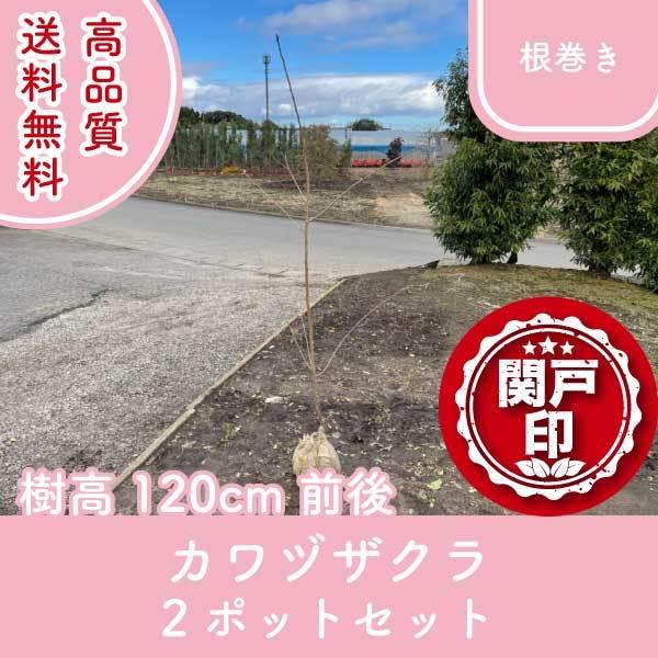 高品質 カワヅザクラ 河津桜 サクラ 桜 根巻きタイプ 2ポットセット 樹高120cm前後 送料無料(関東・東海・関西・北陸・信越に限り) レビューを書いて特典あり!