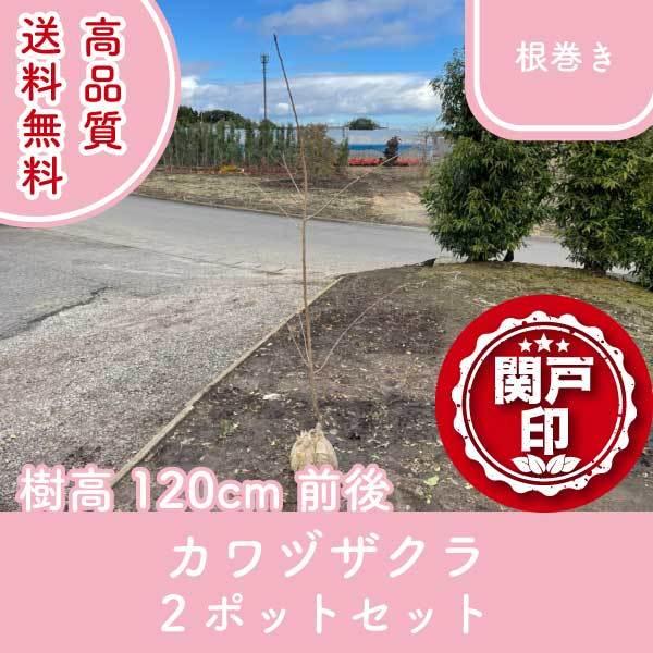 高品質 カワヅザクラ 河津桜 サクラ 桜 根巻きタイプ 2ポットセット 樹高120cm前後 送料無料(関東・東海・関西・北陸・信越に限り) レビューを書いて特典あり!｜s-engei