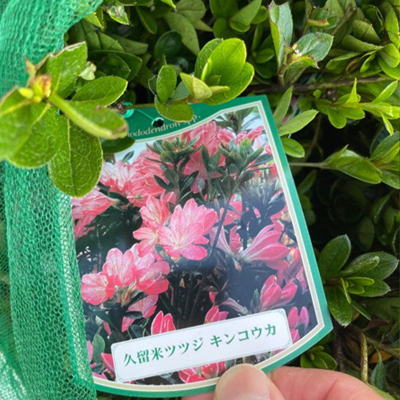 高品質 久留米ツツジ 12 15cmポット 7種から1種選べる 6ポットセット 樹高30cm前後 送料無料 関東 東海 関西 北陸 信越に限り レビューを書いて特典あり Kurume7syu30 6p 関戸園芸 通販 Yahoo ショッピング